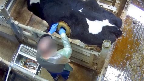 Des Vaches à Hublot La Dernière Vidéo Choc De L214