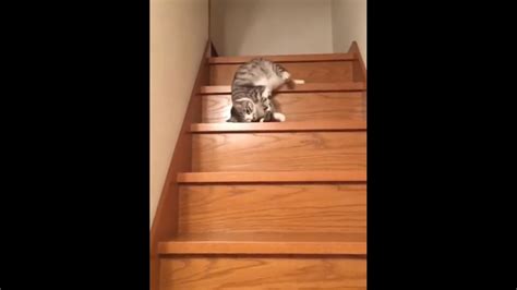 Video Of Lazy Cat Sliding Down The Stairs Is Too Funny To Miss Trending Hindustan Times