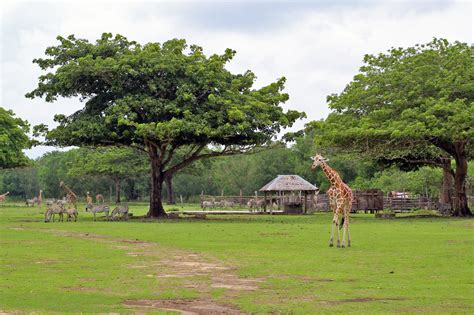 Calauit Safari Park Game Reserve In Palawan Go Guides