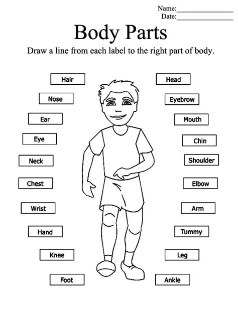 Body Parts Worksheet Template