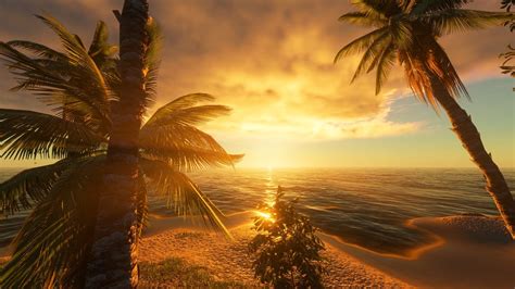 Kingdom Of The Ocean Tree Sunset Wallpaper Sunset Wallpaper Palm Images