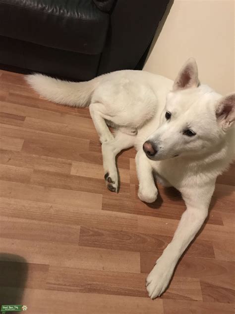 Husky X Akita Pure White Stud Dog In West Yorkshire The United