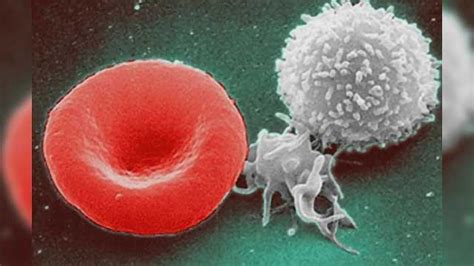 Bone Marrow Transplants Guided By Stem Cell Pathway Insights