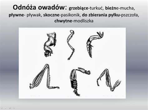 Zdjęcia jak wygląda turkuć podjadek. Edukacyjne wiersze i piosenki Doroty Grobelnej: Owady ...