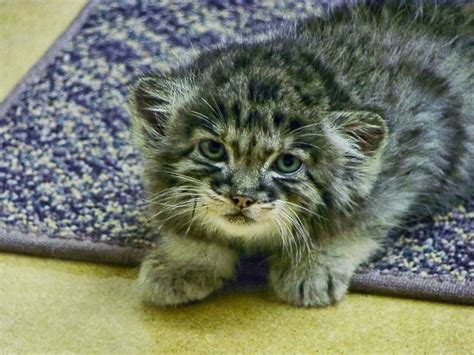 Baby Pallas Cat Omg Cute Wish To Have As A Pet One