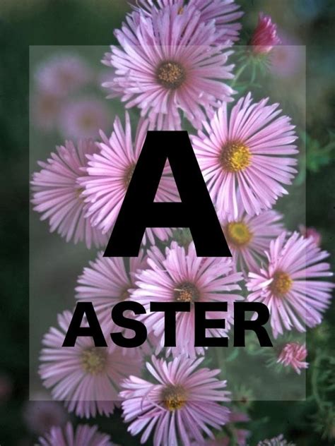 Names Of Flowers In Alphabetical Order A List Of Flower Names From A