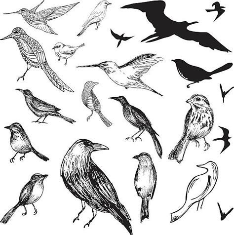 Bird Drawings Illustrations Royalty Free Vector Graphics And Clip Art