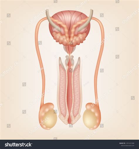 Vector Schematic Illustration Male Reproductive System Image