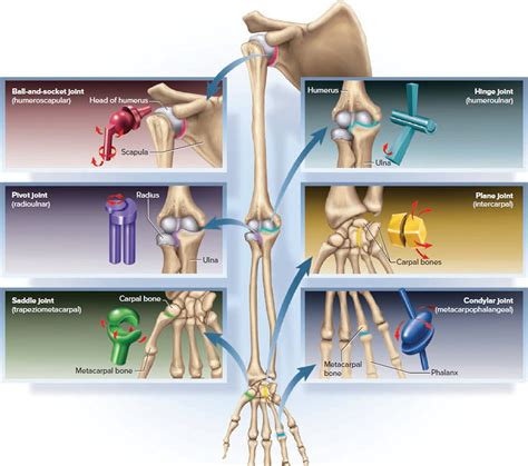 Types And Classification Of Body Joints Cartilaginous And Synovial Joint