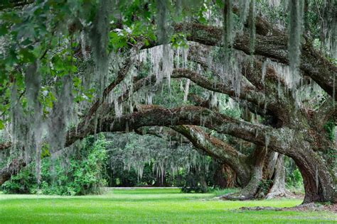 Live Oak Tree Care Florida Darcey Pulley