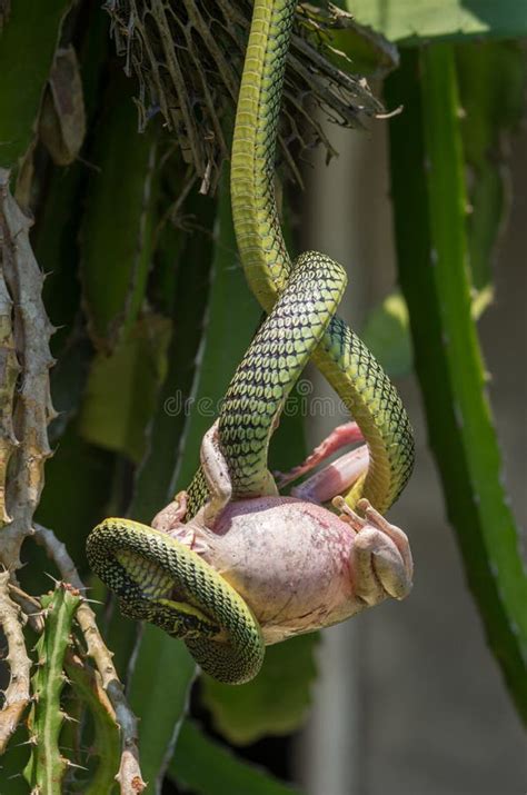 Ornamental Snake Jewellery Tree Snake Chrysopelea Paradisi Hangs On A