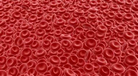 Potential Treatment For Disorders Involving Excess Red Blood Cells