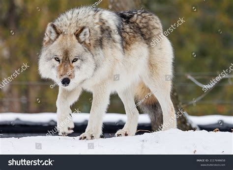 Full Body Shot Grey Wolf Staring Stock Photo 2117698658 Shutterstock