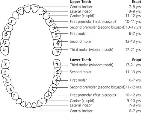 Eruption Charts Mouthhealthy Oral Health Information From The Ada