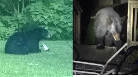 Black Bear Spotted In Michigan City Ind Abc7 Chicago