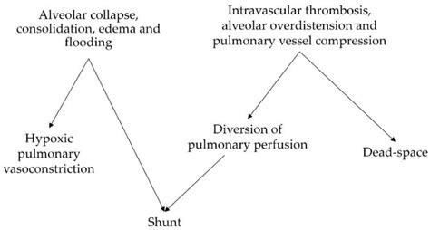 Ventilation Perfusion Mismatch In The Acute Respiratory Distress