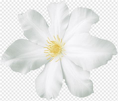 Gemalte weiße Blumen Blume Blumen Blumen Clipart png PNGWing