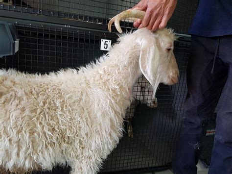 Hair Loss In Angora Goats Nutritional Causes