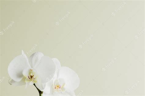 Minimalist View Of White Orchid Flowers Free Photo