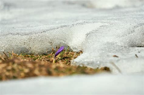 The Melting Of The Snow On The Fields In Early Spring Stock Image