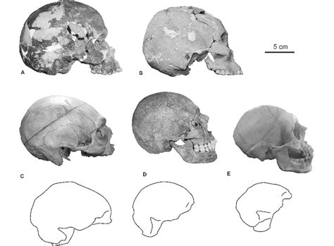 Lateral Views Of The Two Prehistoric Skulls From Flores Three