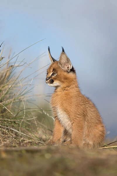 Caracal Caracal Caracal Cub Sitting On The Floor Print 19819010