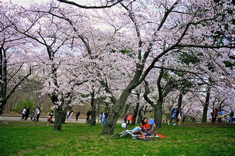 High Park cherry blossoms to bloom in early May