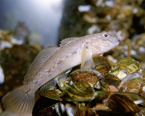 Invasive Fish Species Poses Threat To Hudson River Ecosystem Westfair