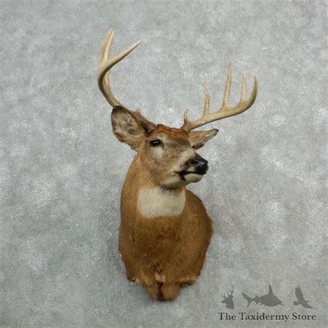 Whitetail Deer Shoulder Mount For Sale 18093 The Taxidermy Store