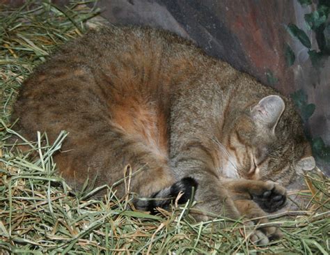 Hogle Zoo 43 Arabian Wildcat By Falln Stock On Deviantart