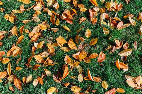 Orange And Red Autumn Leaves On Ground With Green Grass In Fall Season