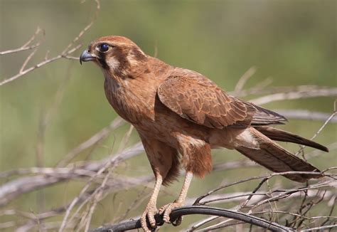 Richard Warings Birds Of Australia Another Brown Falcon With Prey