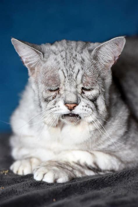 Sour Puss Cat Has A Syndrome Making Him Look Permanently