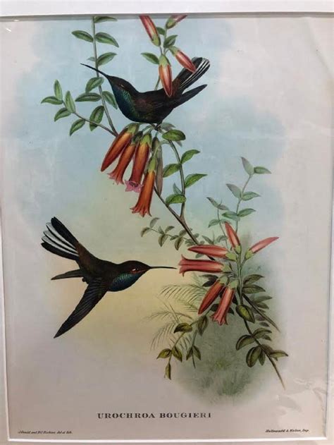 Lot Late Coloured Gould Lithographic Print J Gould And H C