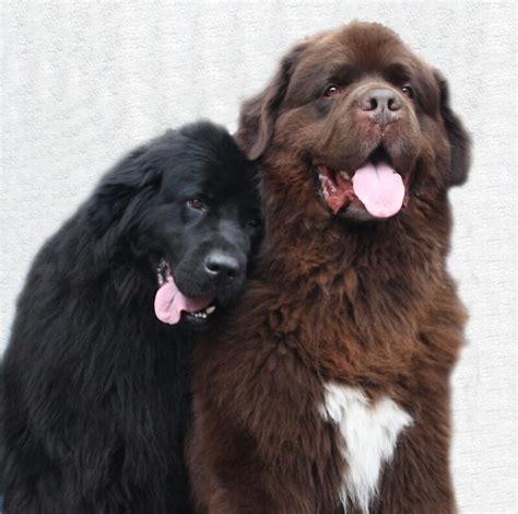 Two Newfoundland Dogs In Love Photographic Prints By Meganboundy