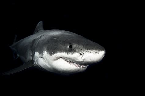 Great White Shark At Night Photograph By David Valencia Pixels