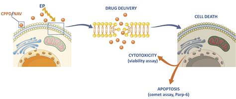 Figure 1 Cisplatin And Vinorelbine Mediated Electrochemotherapeutic