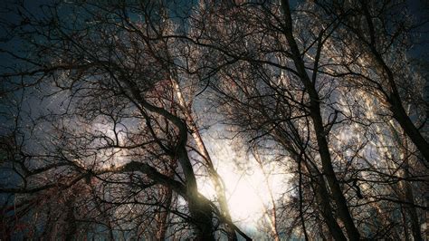 fotos gratis paisaje árbol naturaleza bosque rama invierno ligero nube planta cielo