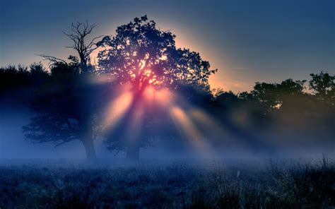 Sunrise Sun Trees Fog