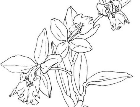 contoh mewarnai gambar bunga berbagai jenis broonet