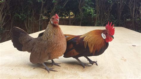 Dutch Bantam For Sale Chickens Breed Information Omlet