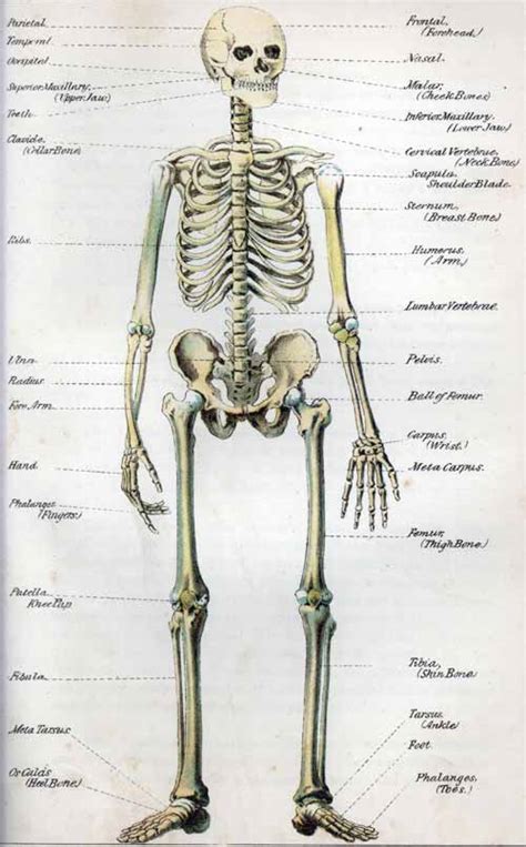 Human Skeletal System Drawing At Getdrawings Free Download