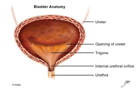 Urinary Bladder Anatomy Female
