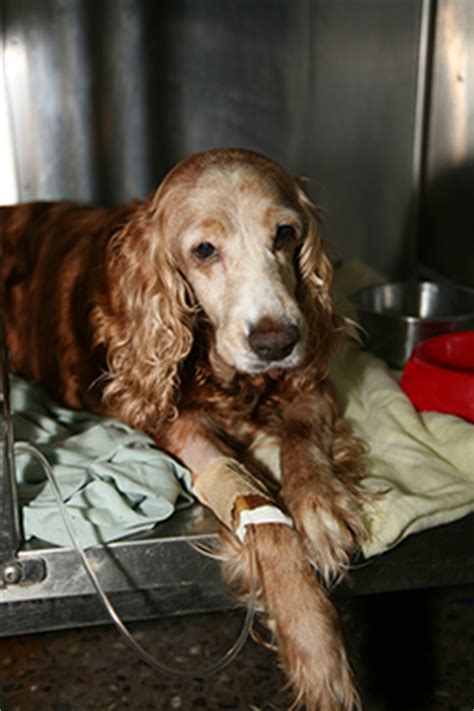 Home cooked meals for dogs with sensitive stomachs. Twin Maples Barks and Mews
