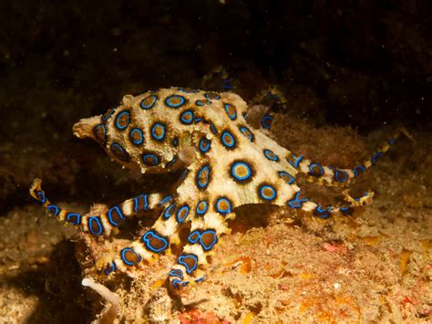 Blue Ringed Octopus Facts Habitat Life Cycle Venom