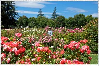 Rose Garden Jose San Municipal Idea Naglee