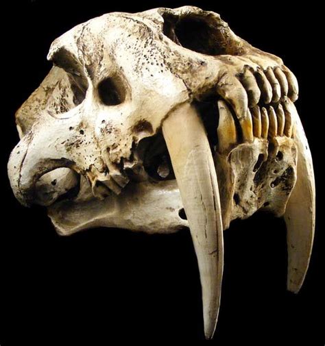 Pin By Derald Hallem On Skull Art Animal Skulls Animal Skeletons Skull