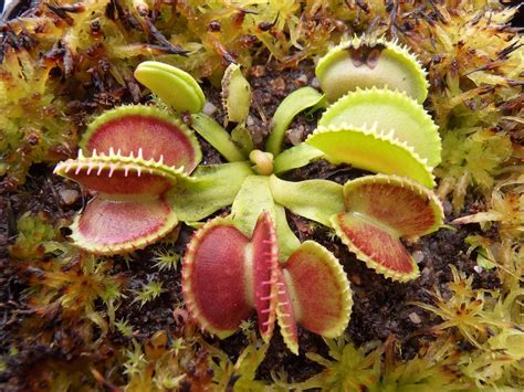 Photo De Dionaea Dionaea Carnivorous Plants Uk