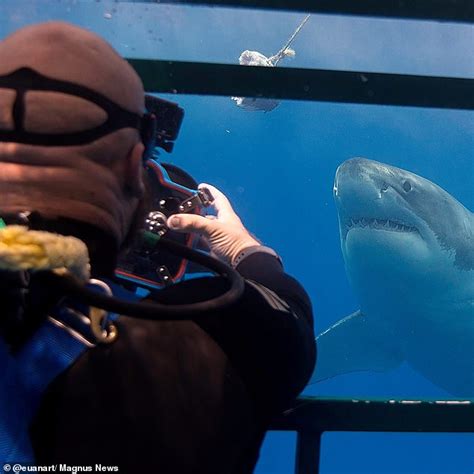 The Real Life Jaws Incredible Photo Of A Great White Shark Mirrors