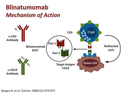 Clinical Update On Advances In Care For Acute Lymphoblastic Leukemia